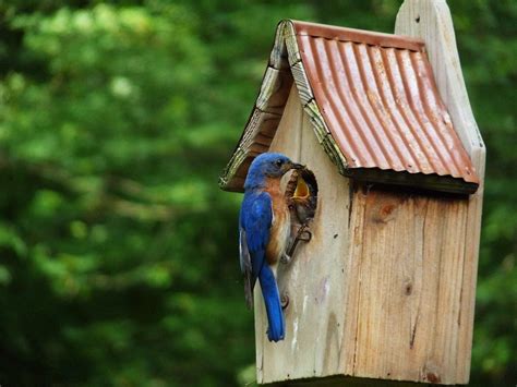 where to place bluebird houses